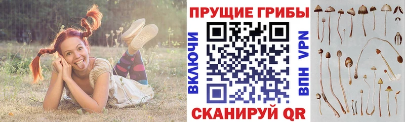 Псилоцибиновые грибы мицелий Добрянка
